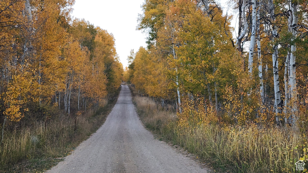 View of dirt / gravel road with a wooded view