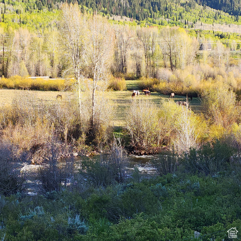View of woods