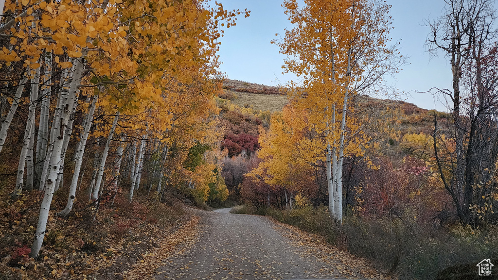 View of road featuring a view of trees