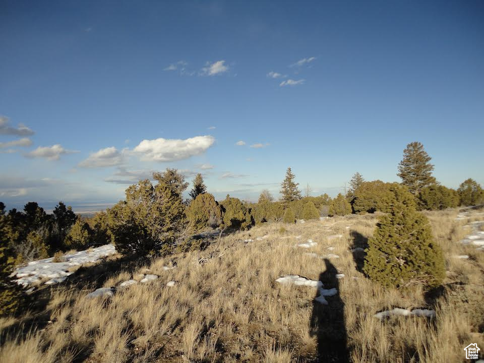 View of local wilderness