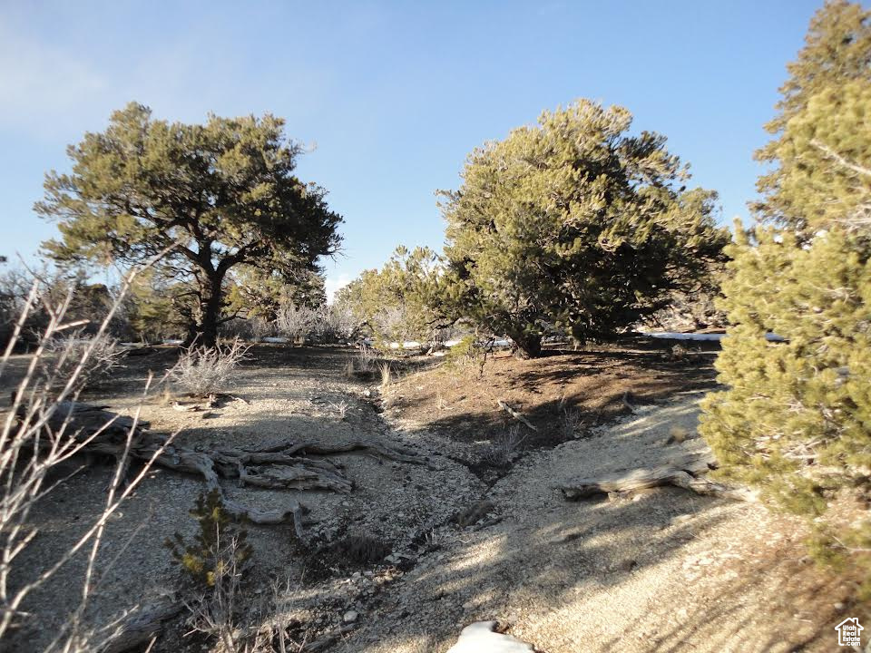 View of local wilderness