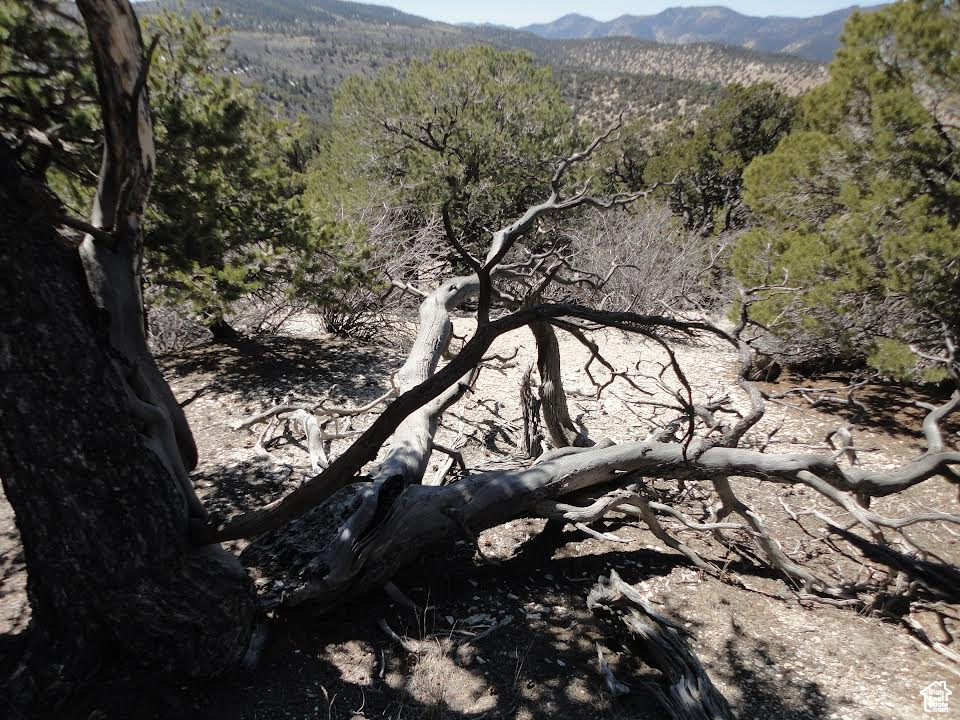 View of mountain background with a heavily wooded area