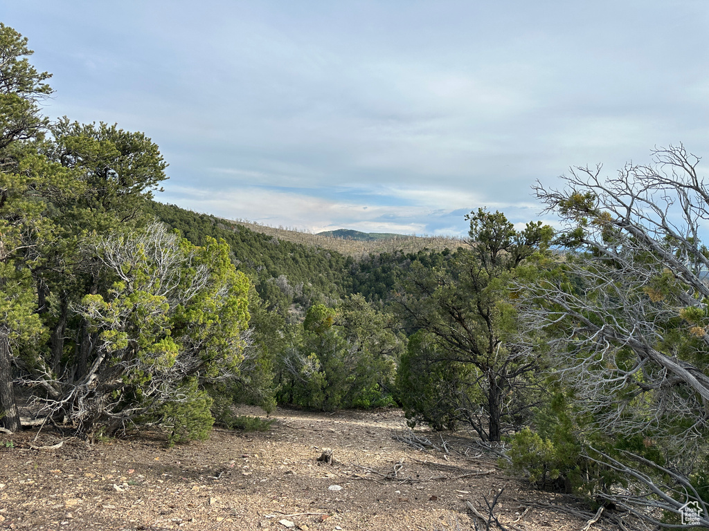 Mountain view with a heavily wooded area