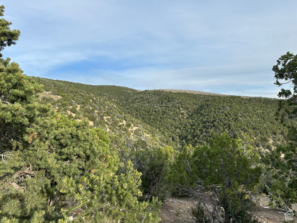 View of mountain backdrop with a heavily wooded area