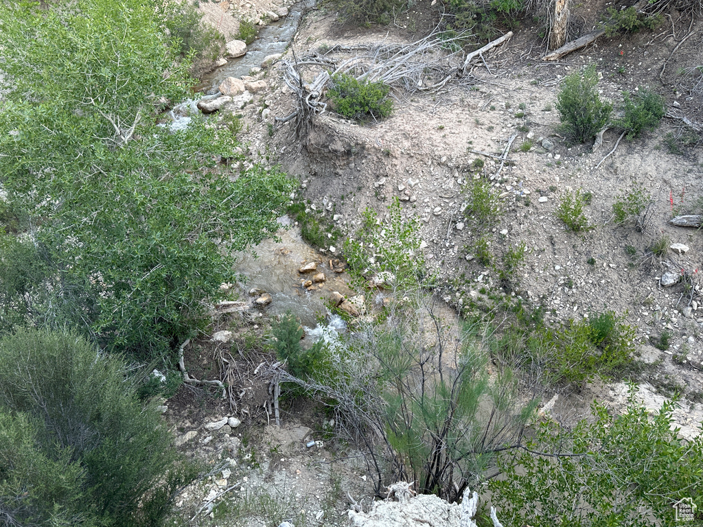 View of local wilderness