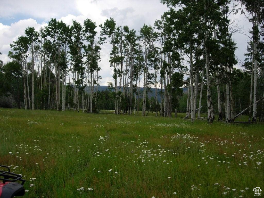 View of wooded area