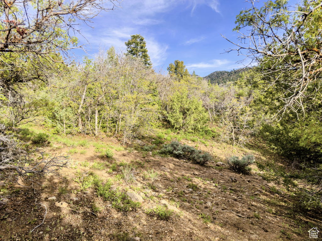 View of woods