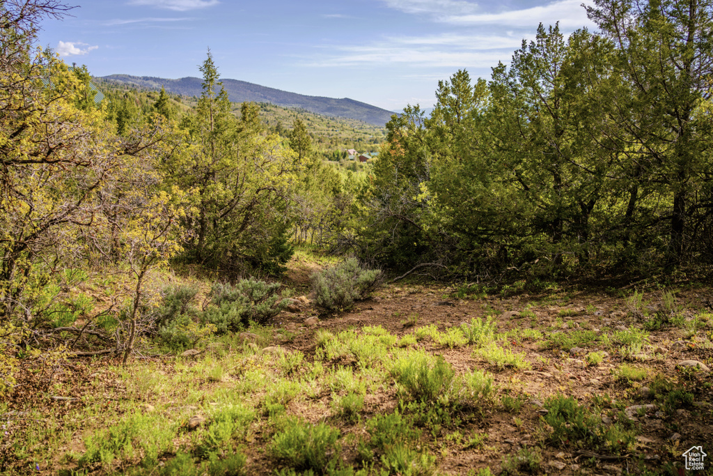 Mountain view with a forest