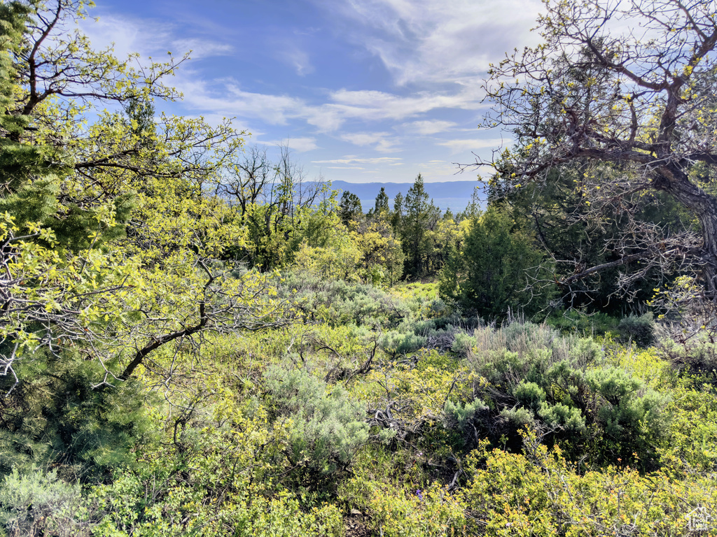 View of tree filled area