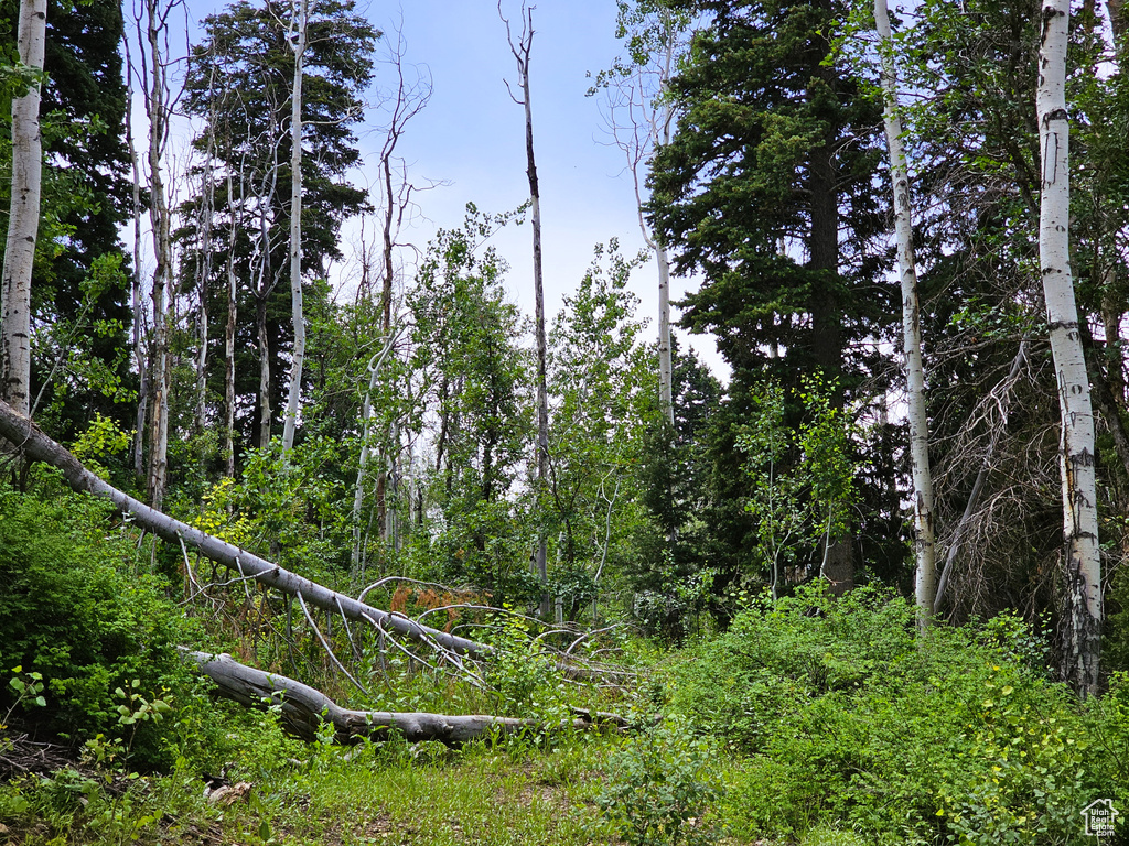 View of local wilderness