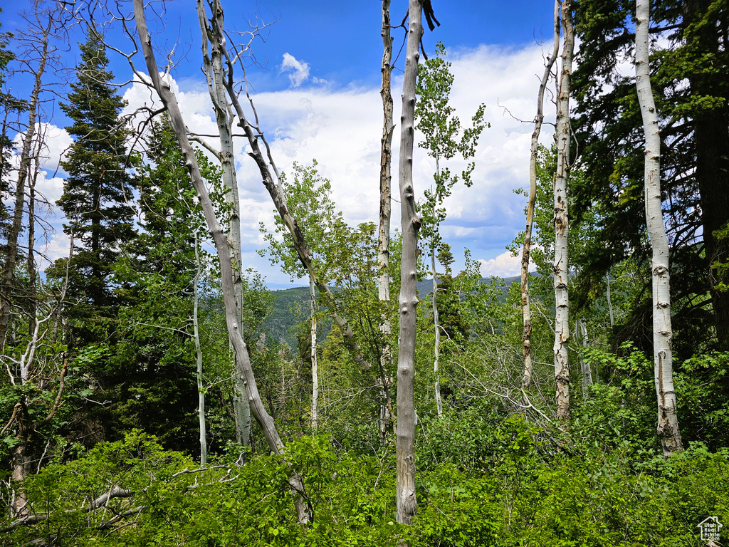 View of wooded area