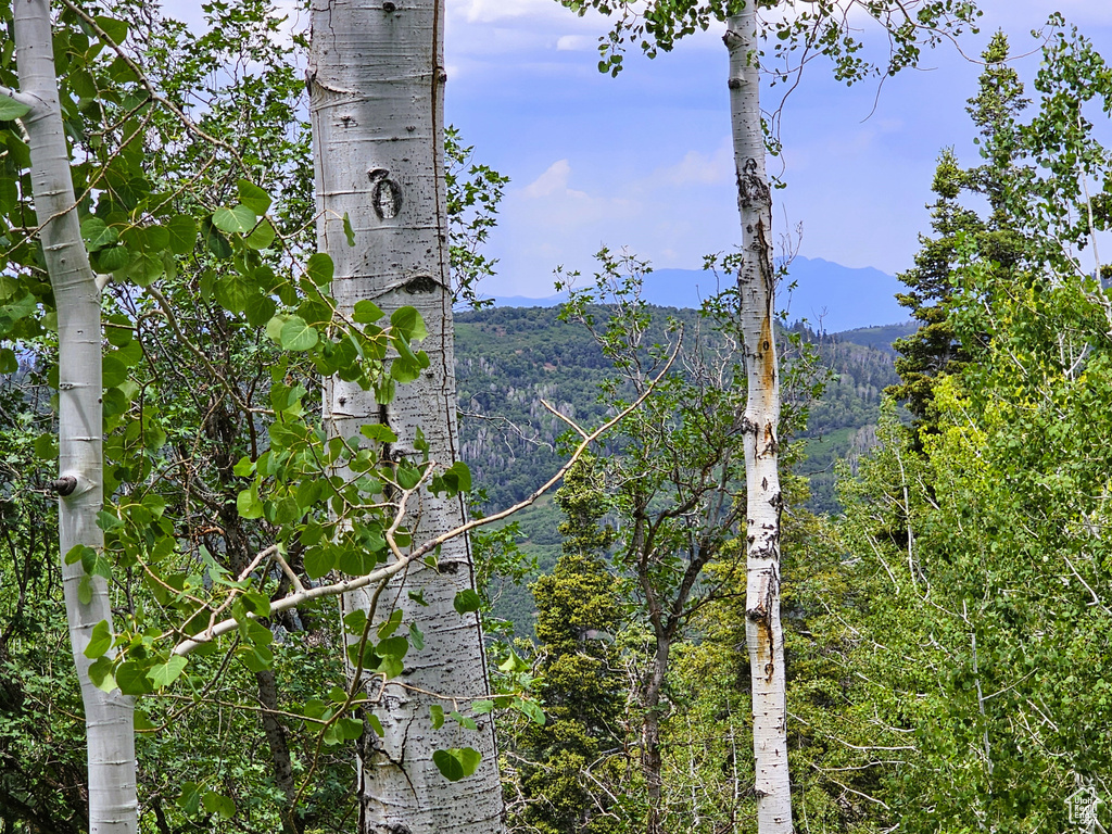 Exterior view of mountains and a forest