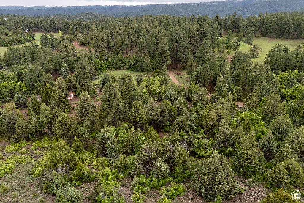 Bird's eye view of a forest