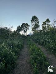 View of nature