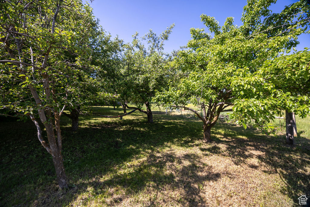 View of green lawn