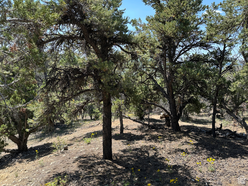 View of nature