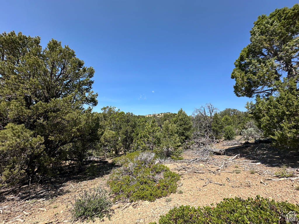 View of tree filled area