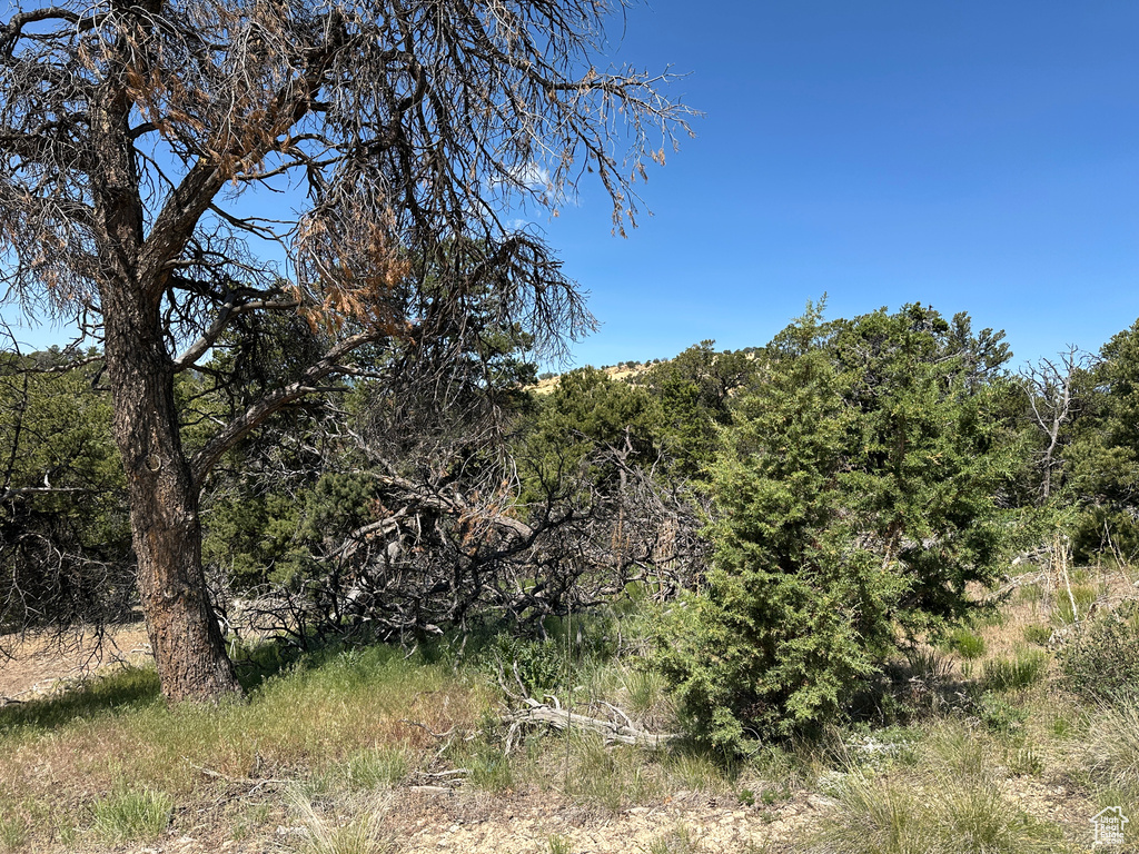 View of woods