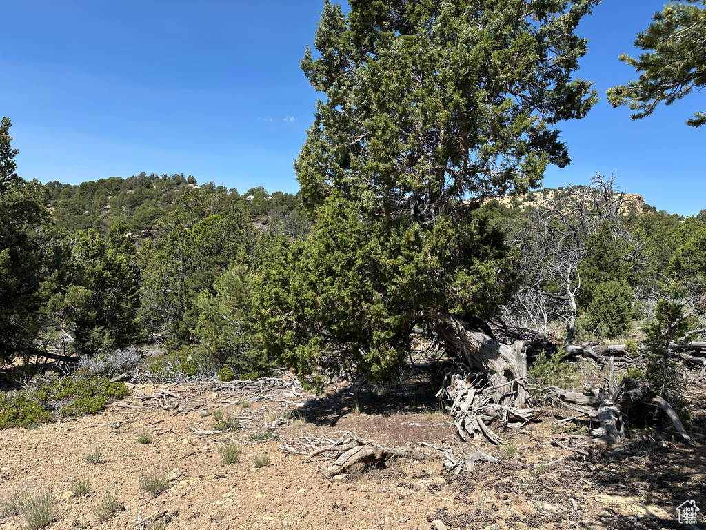 View of woods