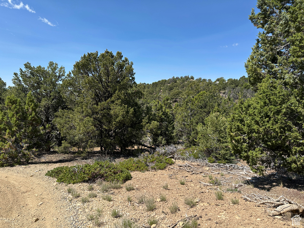 View of tree filled area