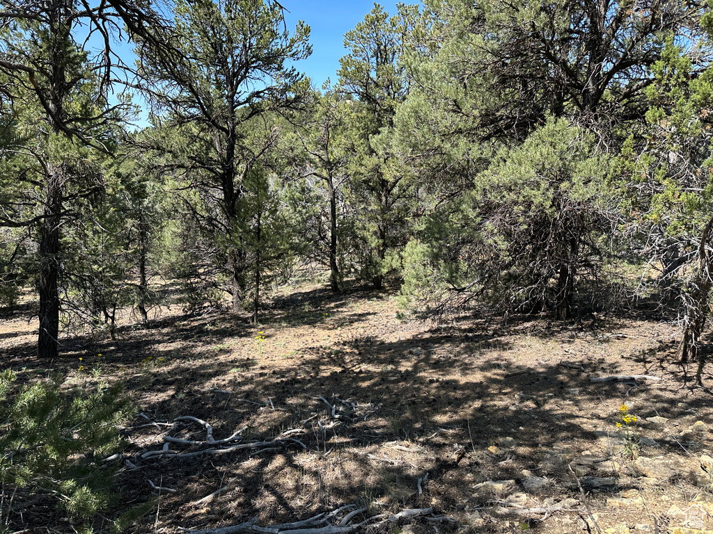 View of wooded area