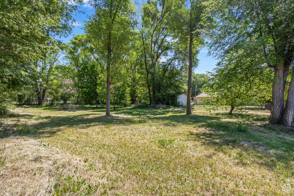 View of grassy yard