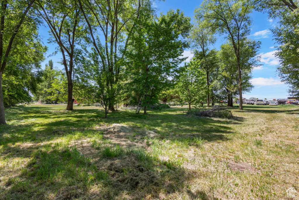 View of green lawn