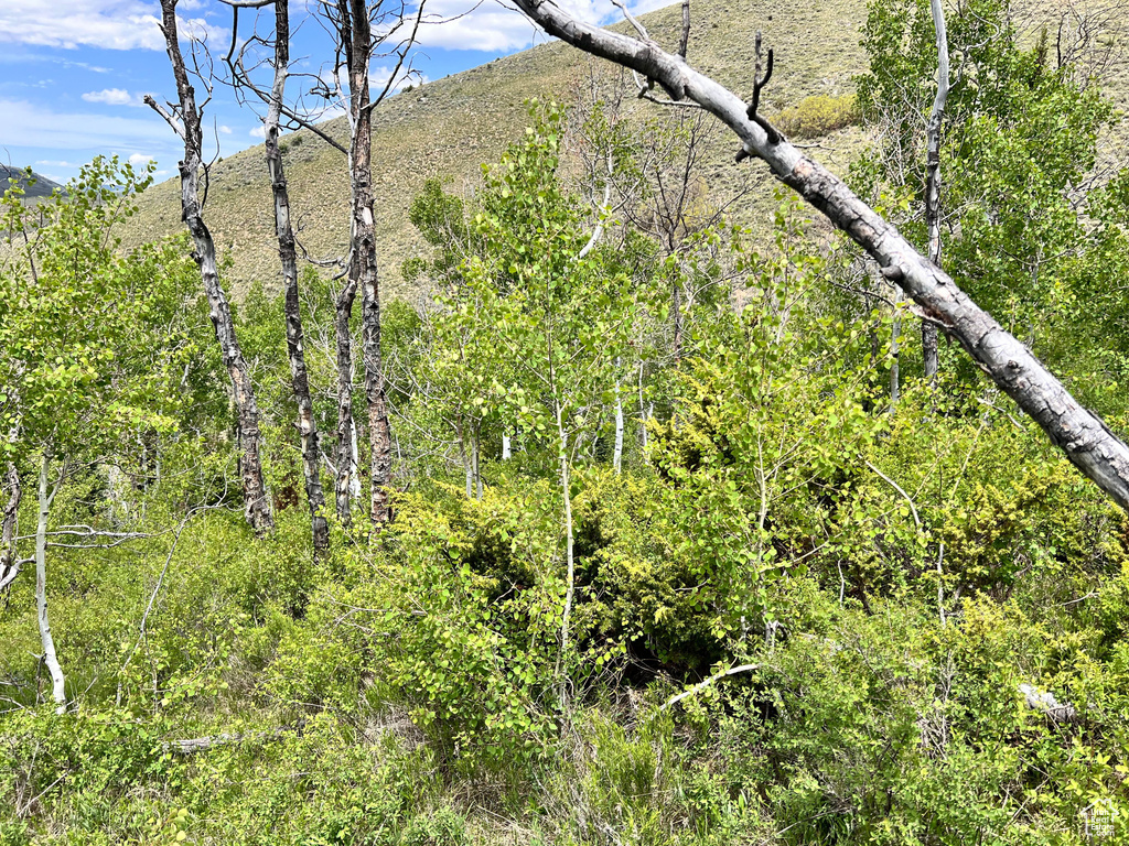 View of local wilderness featuring mountains