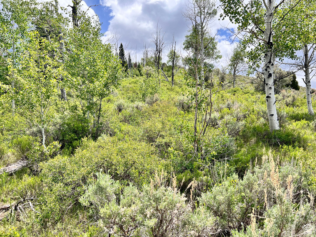 View of woods