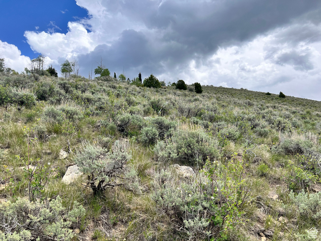 View of local wilderness