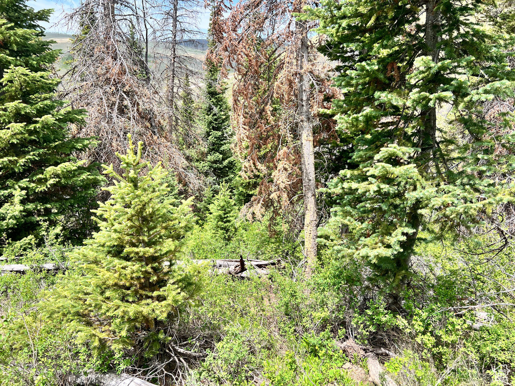 View of tree filled area