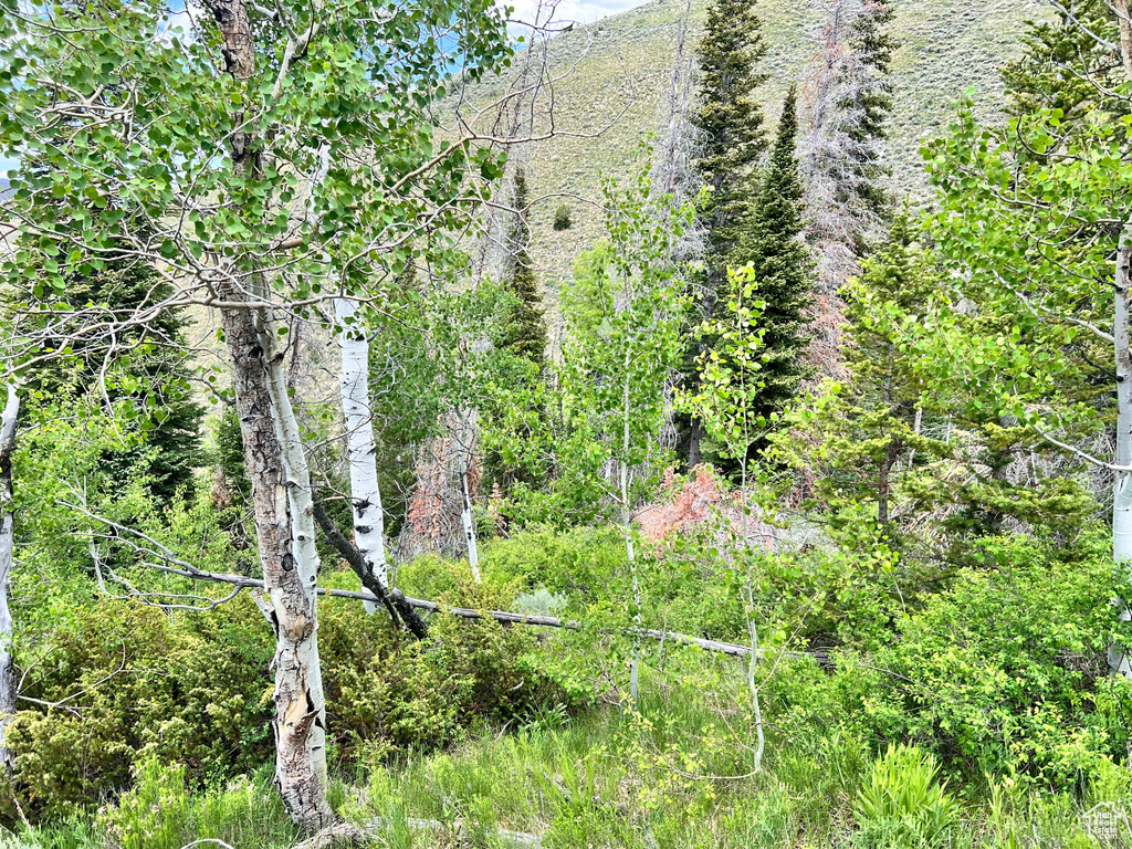 View of local wilderness