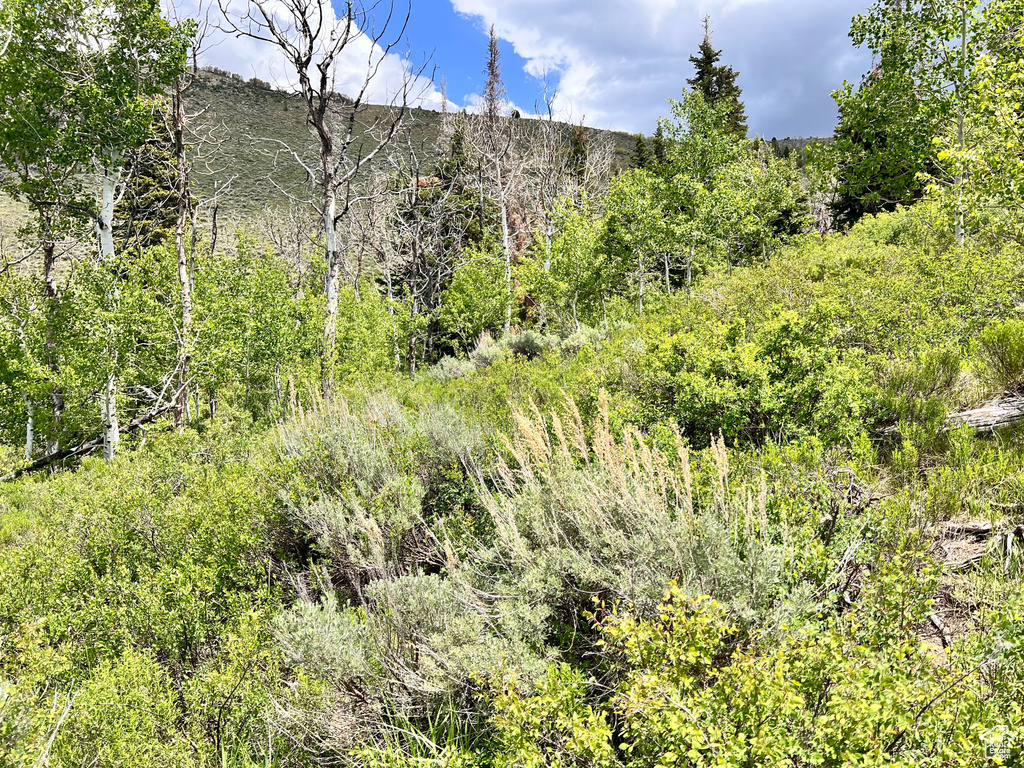 View of woods