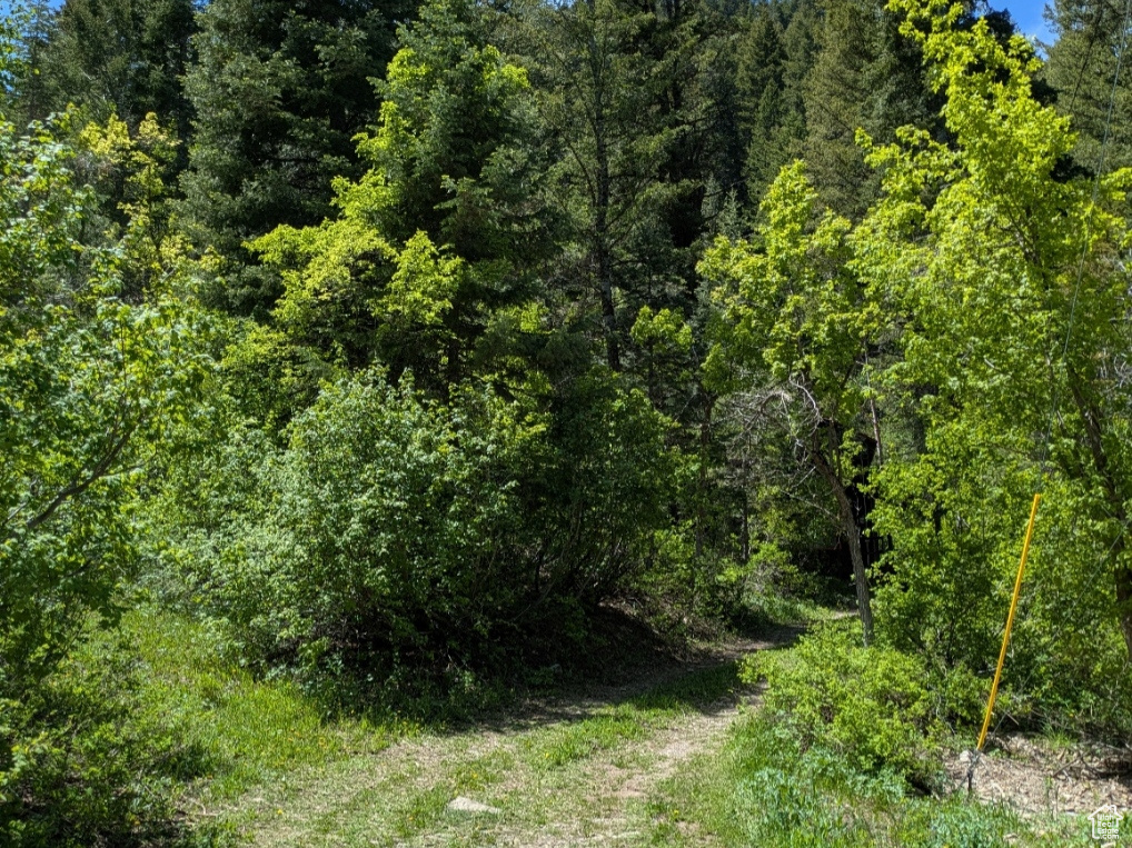 View of tree filled area