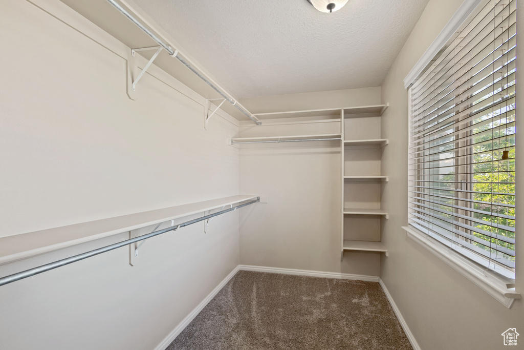 Spacious closet featuring carpet
