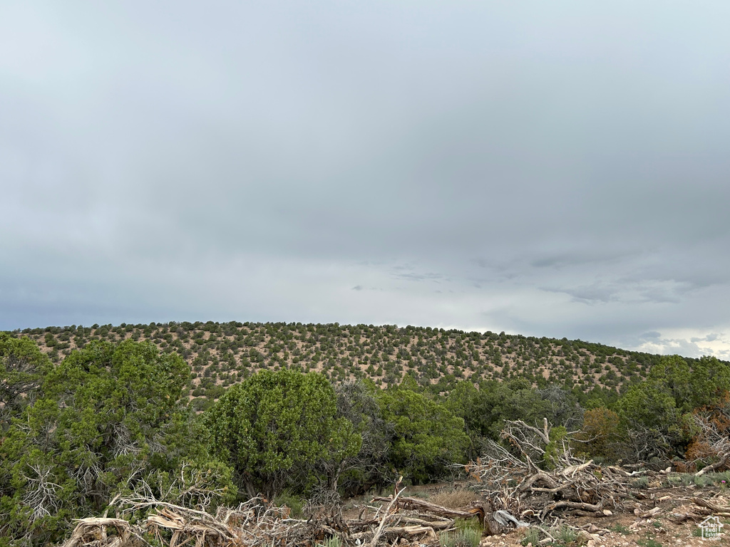 Mountain view featuring a heavily wooded area