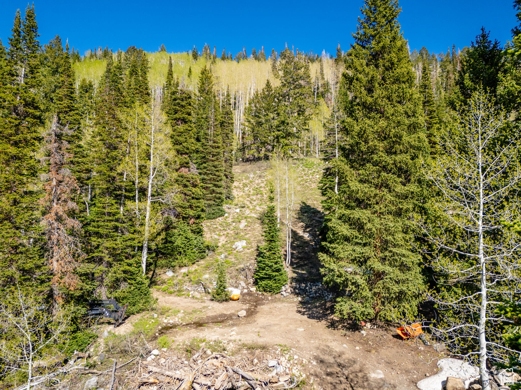 View of tree filled area