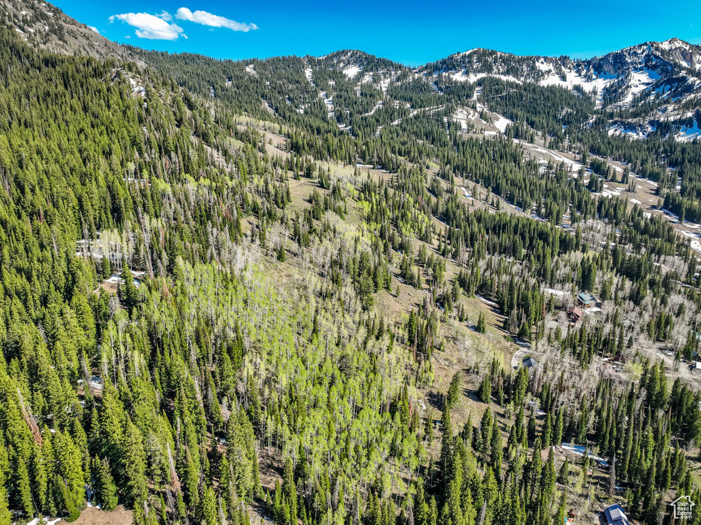 Mountain view with a forest