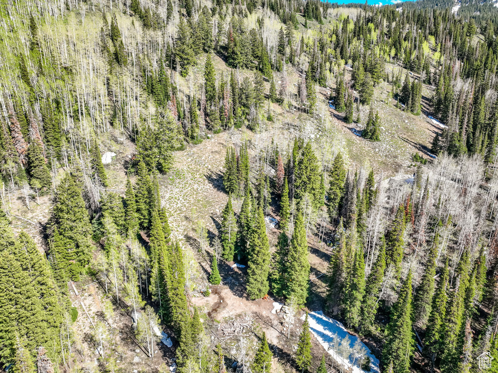 Drone / aerial view of a forest