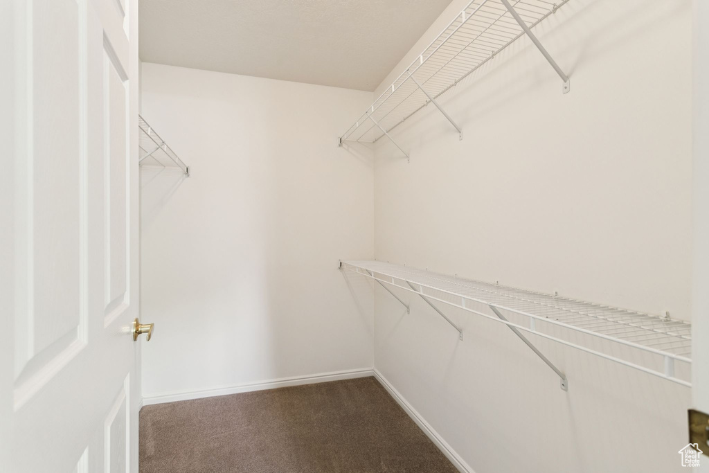 Spacious closet featuring carpet floors