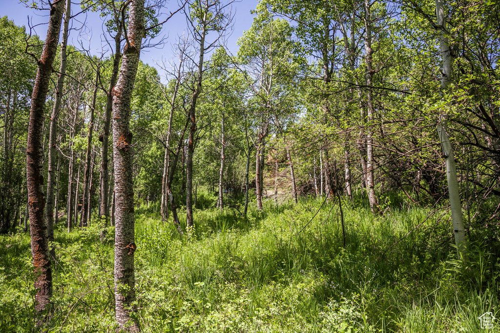 View of woods