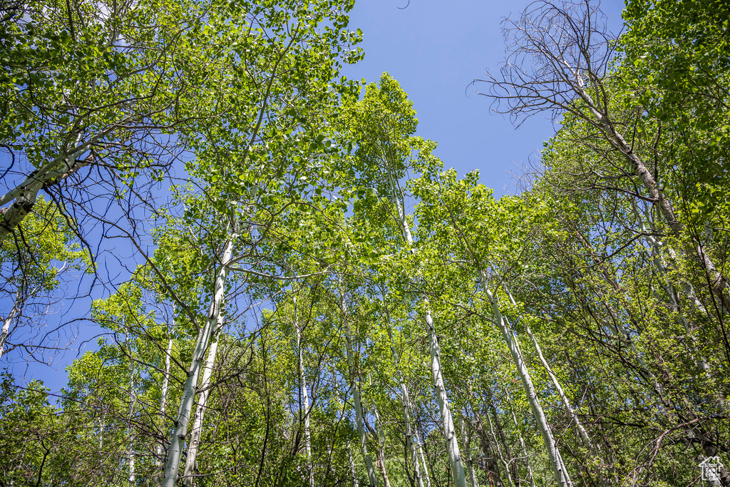 View of local wilderness