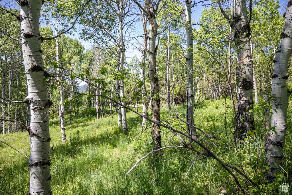 View of local wilderness