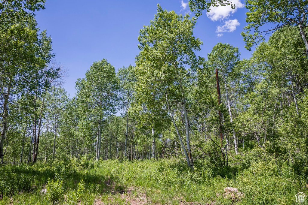 View of wooded area