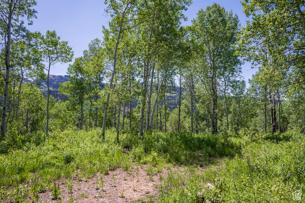 View of woods