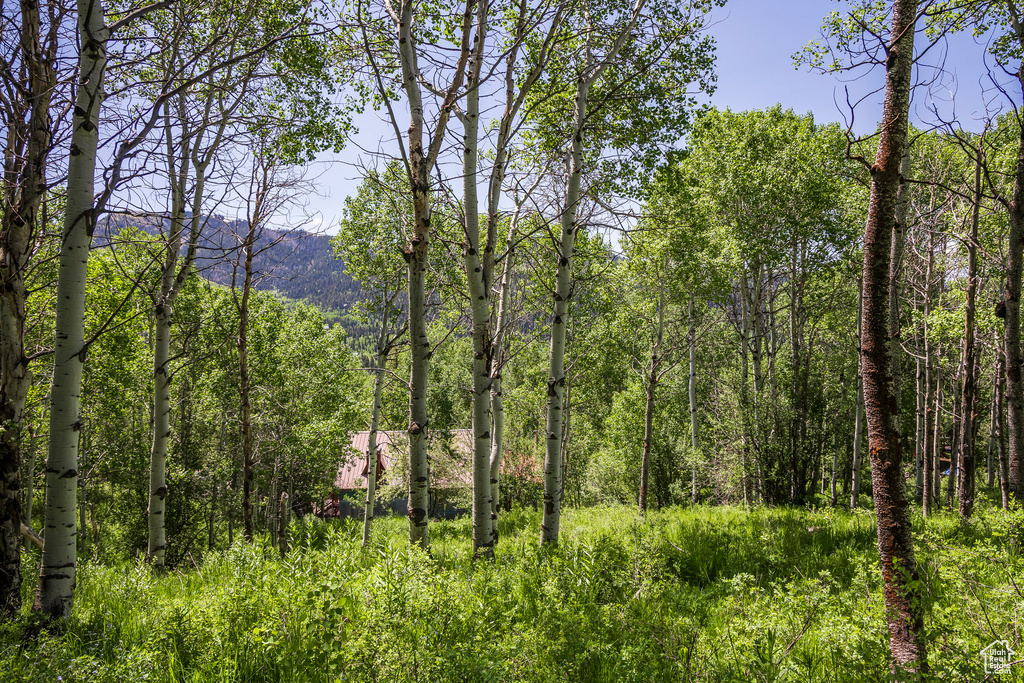 View of tree filled area