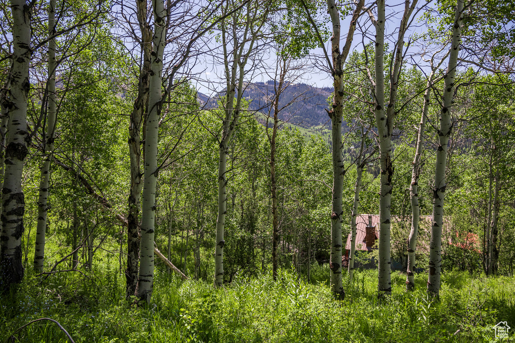 View of tree filled area featuring a mountain view