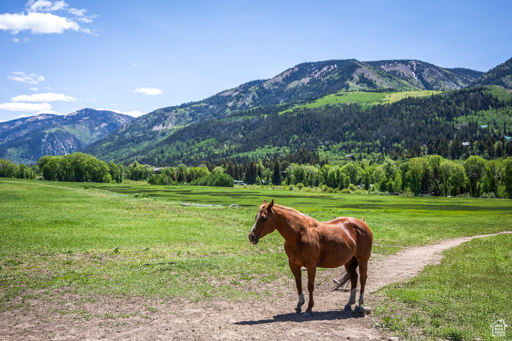 Mountain view featuring rural landscape and a forest