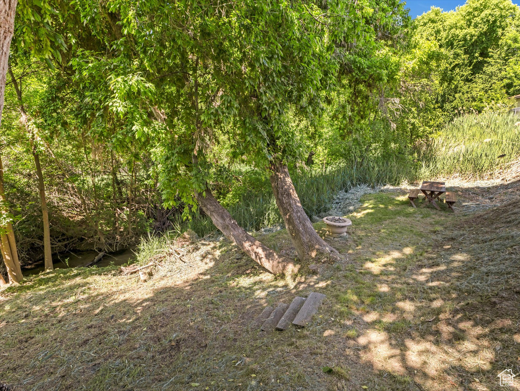 View of local wilderness