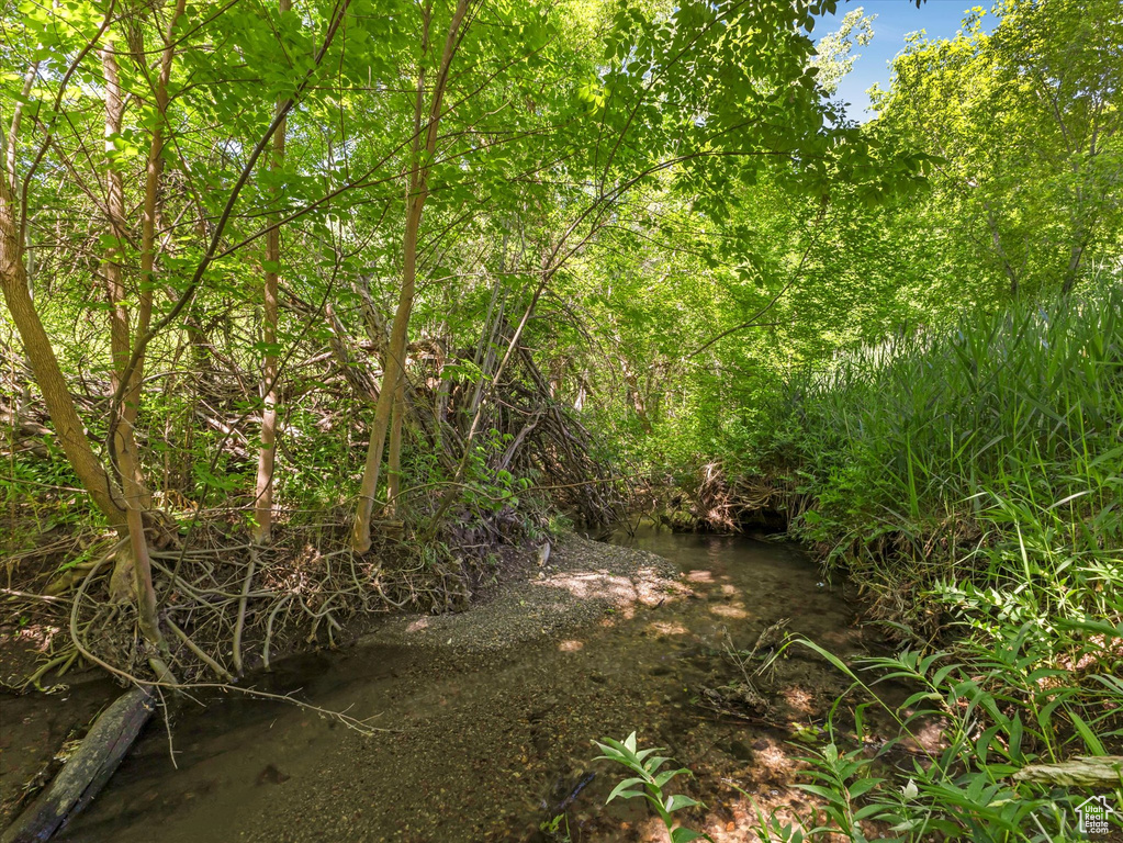 View of local wilderness